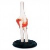 LIFE-SIZE FUNCTIONAL HUMAN ELBOW JOINT